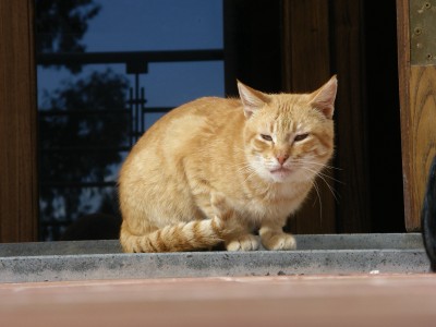 Katze des archologischen Museums auf Lipari