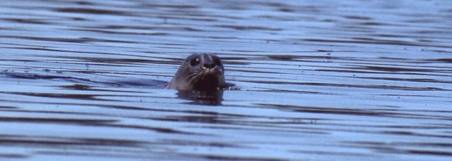 Schwimmende Robbe